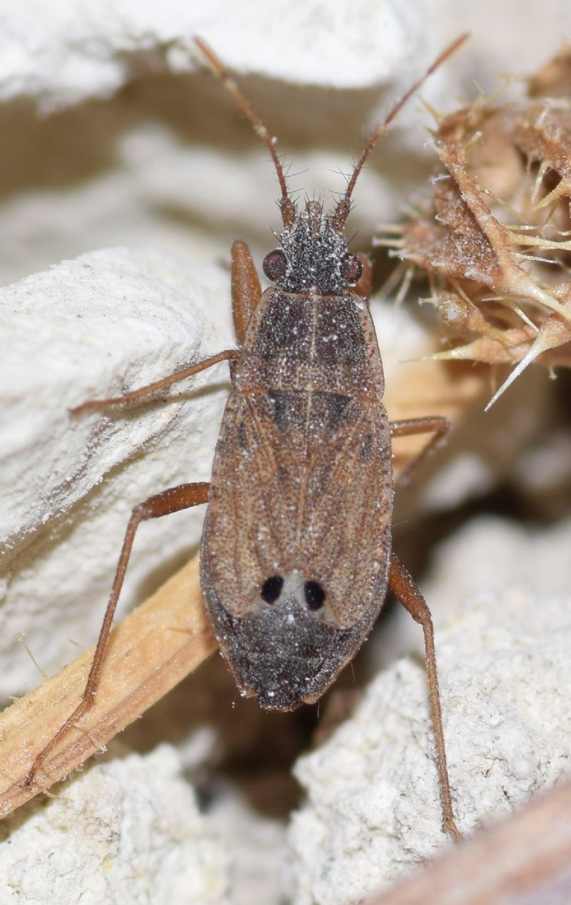 Lygaeidae: Ischnopeza pallipes Puton, 1892